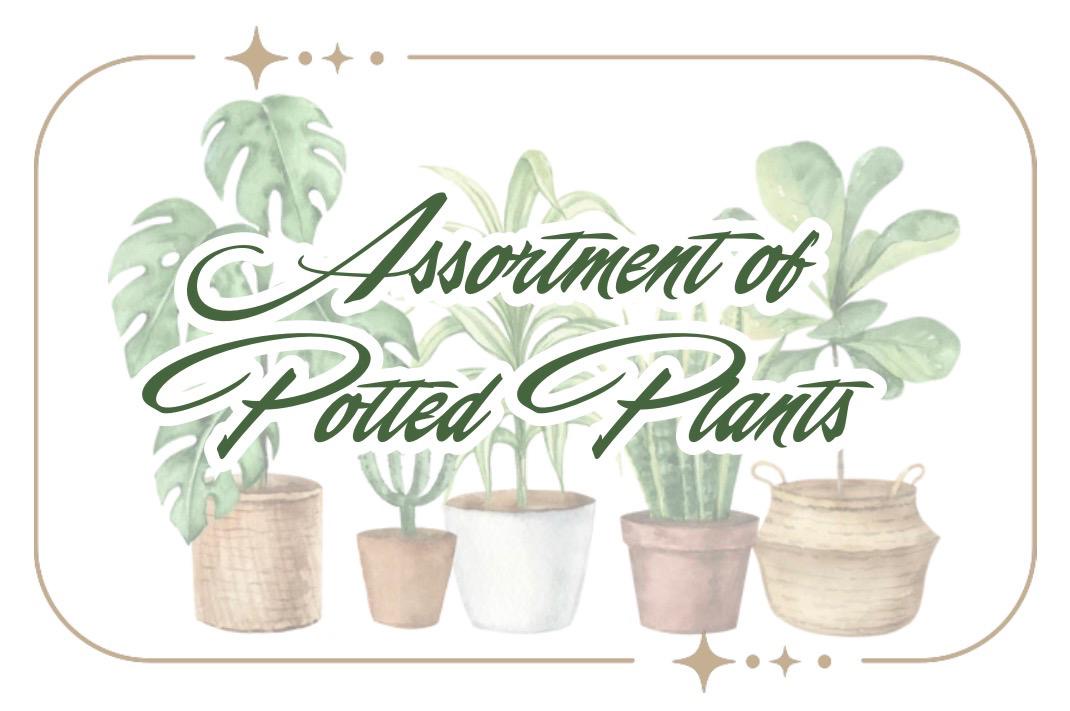 Potted plants