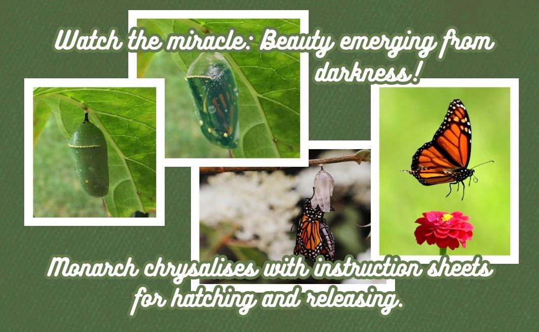 Butterfly Chrysalis